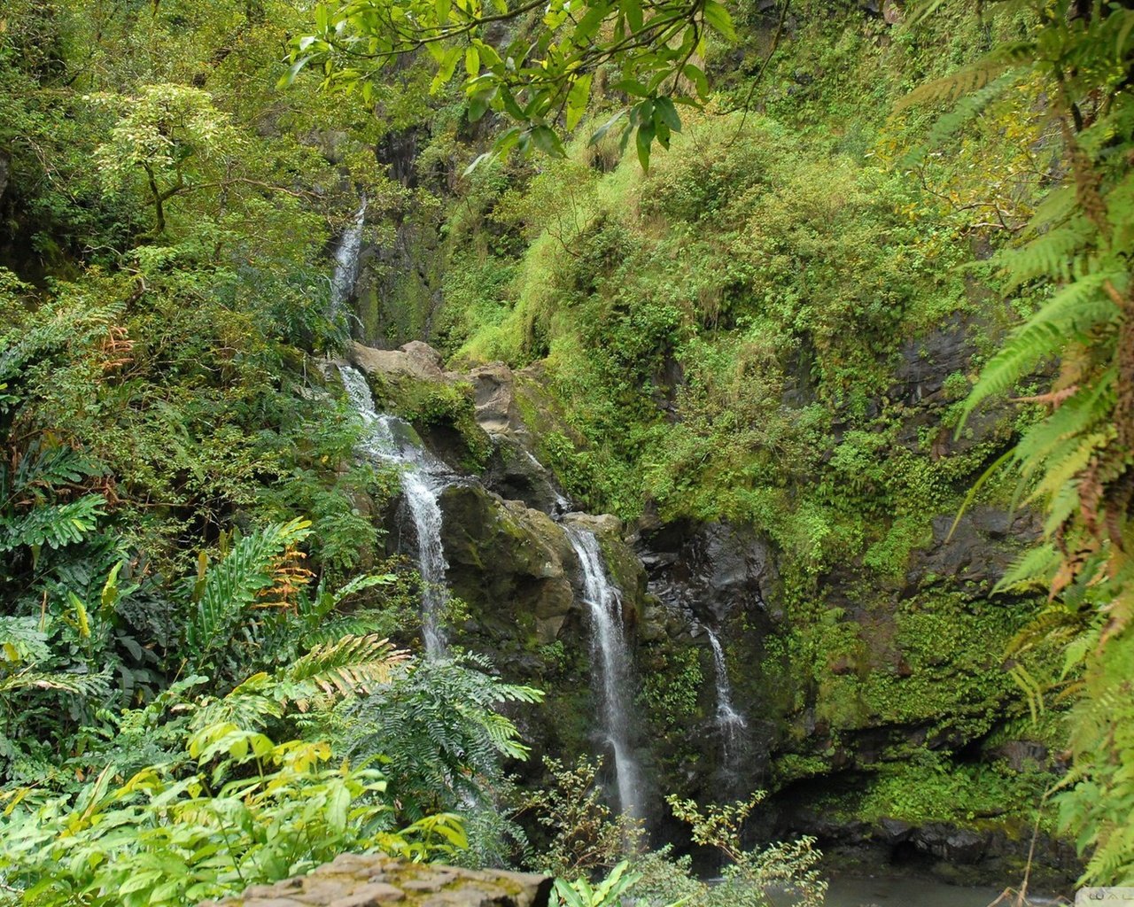 Обои зелень, лес, водопад, greens, forest, waterfall разрешение 1920x1080 Загрузить