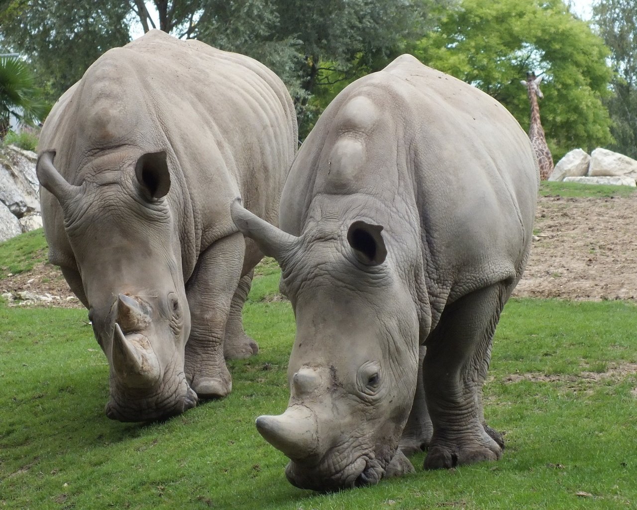 Обои носорог, носороги, rhino, rhinos разрешение 2560x1440 Загрузить