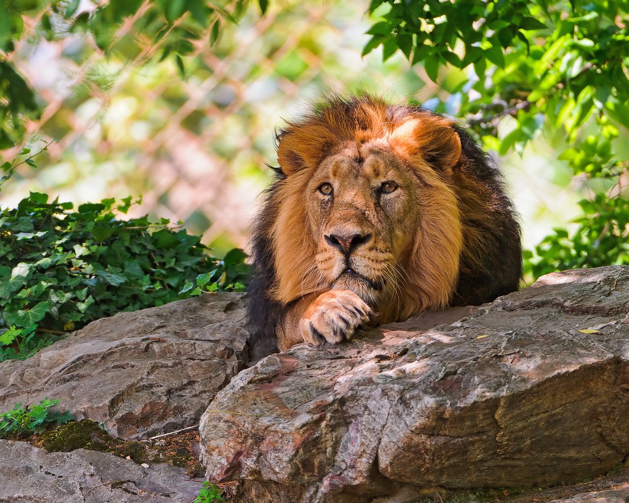 Обои животные, красивый, лев, затаился, царь зверей, animals, beautiful, leo, hiding, the king of beasts разрешение 1920x1200 Загрузить