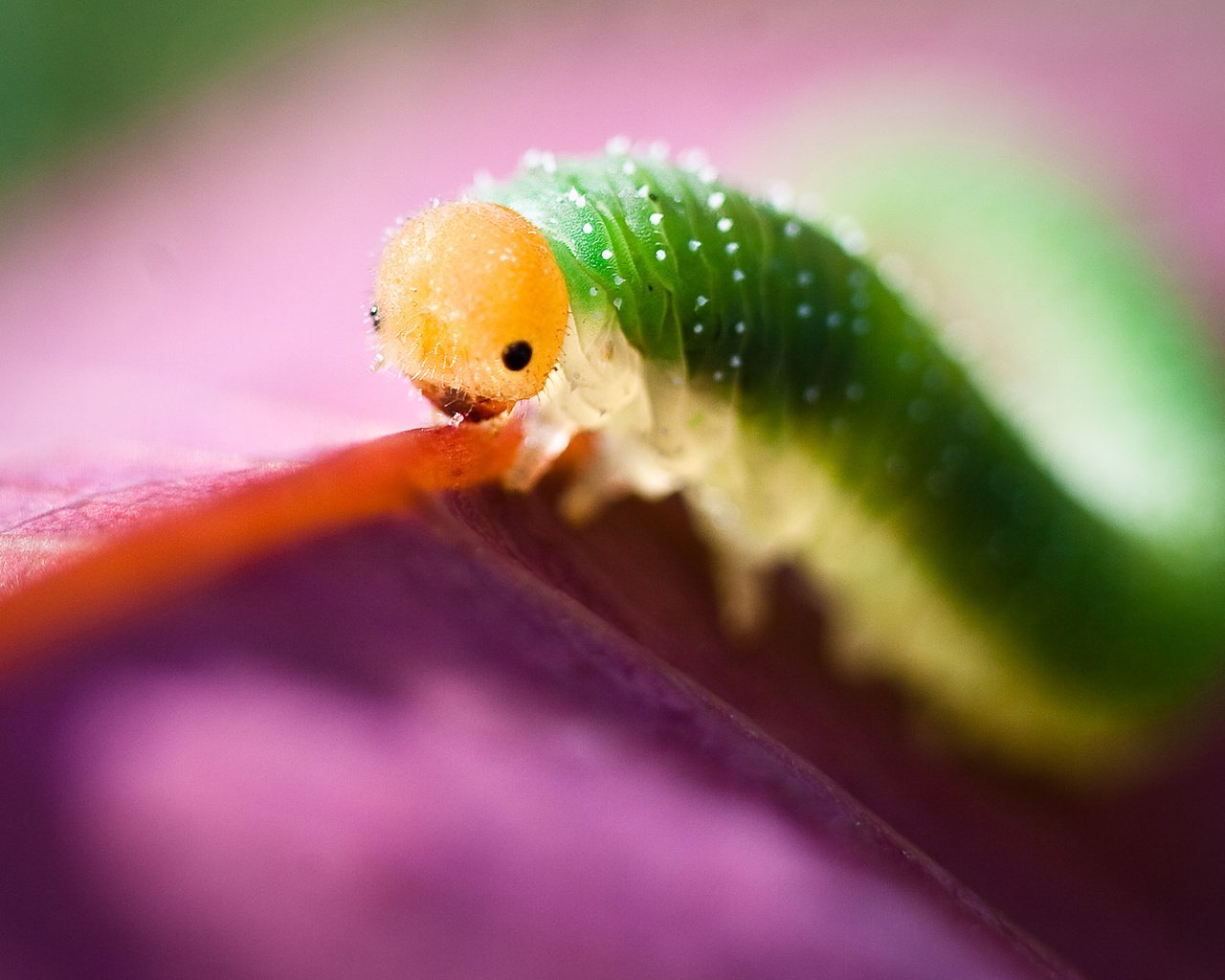 Обои глаза, макро, насекомое, листок, гусеница, eyes, macro, insect, leaf, caterpillar разрешение 1920x1200 Загрузить