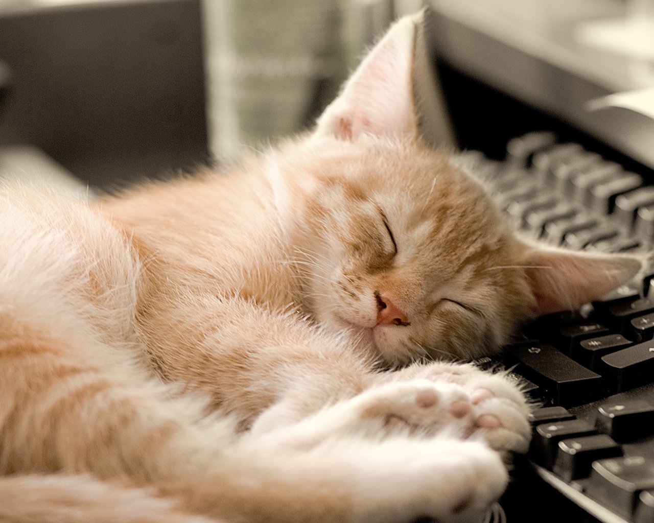 Обои кот, кошка, котенок, спит, клавиатура, рыжий, cat, kitty, sleeping, keyboard, red разрешение 1920x1200 Загрузить