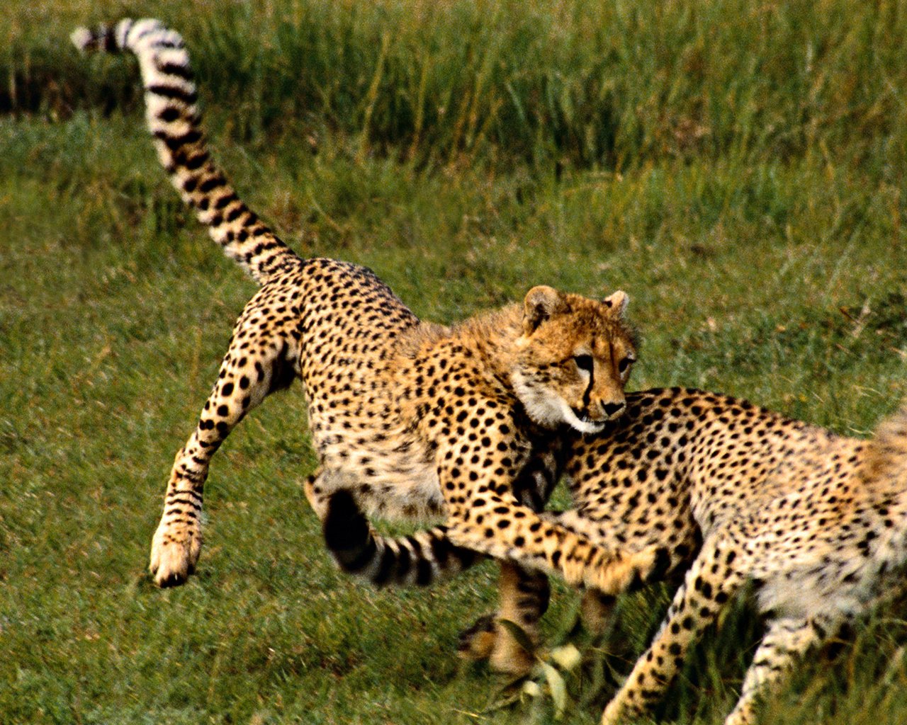 Обои трава, хищник, большая кошка, гепард, гепарды, grass, predator, big cat, cheetah, cheetahs разрешение 1920x1080 Загрузить