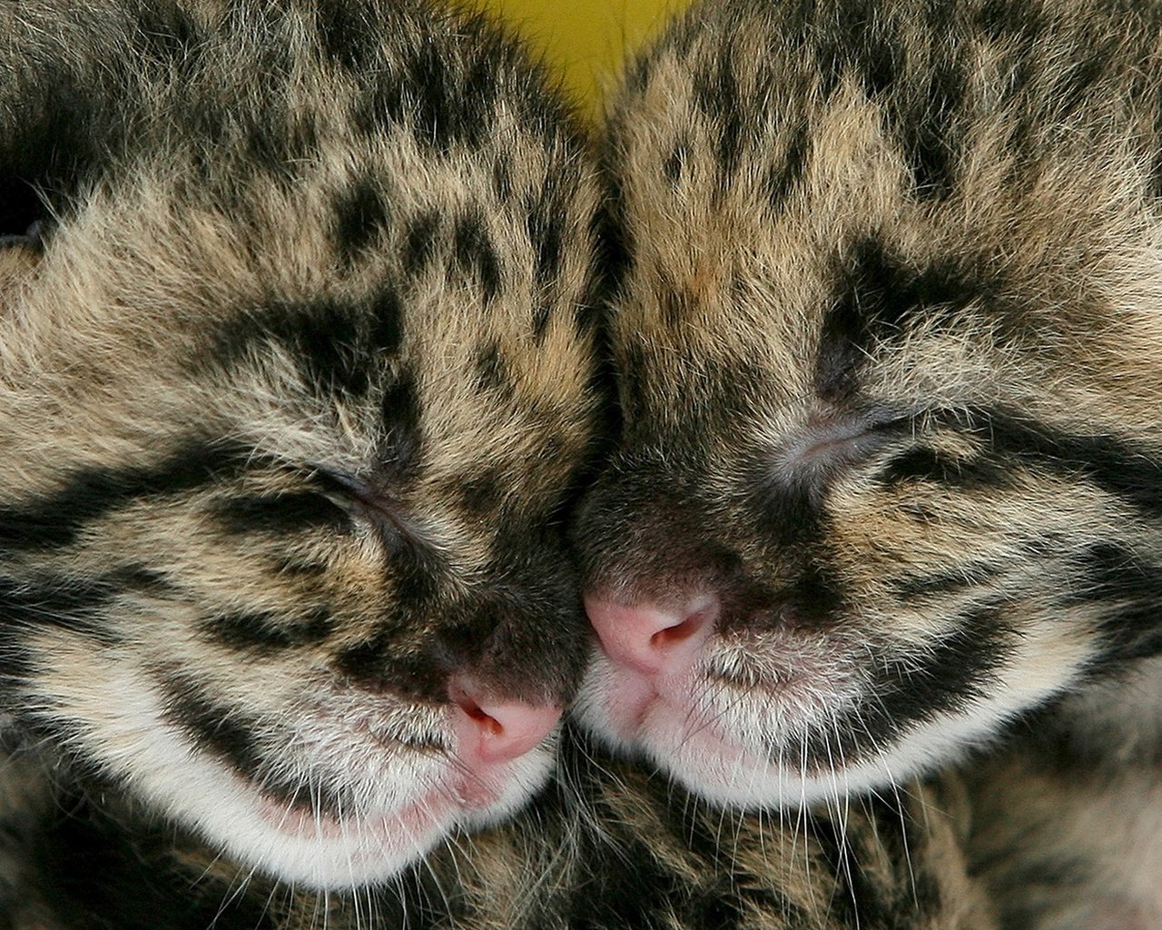 Обои парочка, спят, котята, леопарды, двое, детеныши, a couple, sleep, kittens, leopards, two, cubs разрешение 1920x1080 Загрузить
