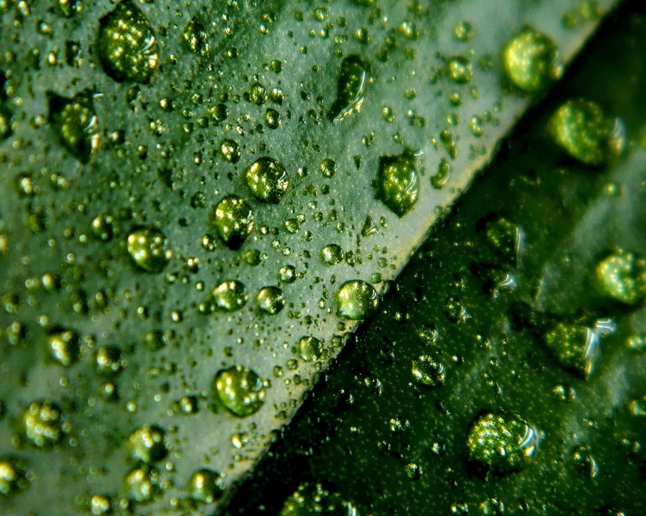 Обои зелёный, макро, капли, лист, green, macro, drops, sheet разрешение 1920x1080 Загрузить