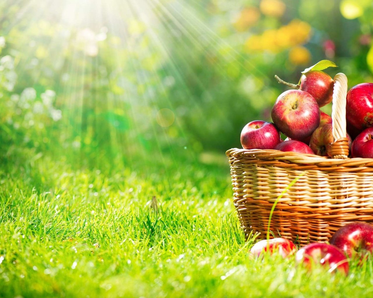 Обои трава, фрукты, яблоки, корзина, плоды, grass, fruit, apples, basket разрешение 1920x1200 Загрузить
