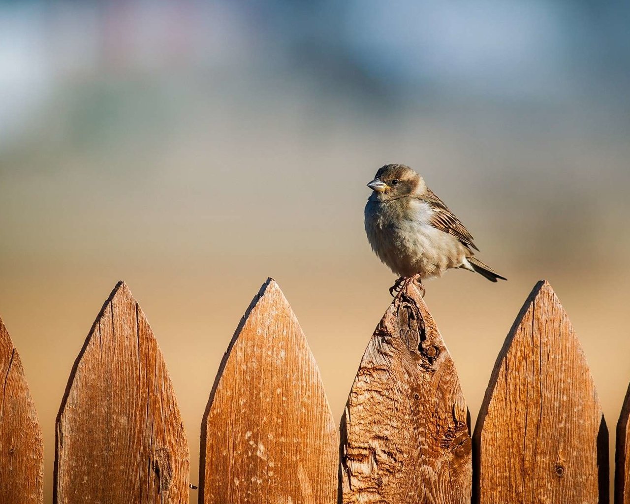 Обои забор, птица, воробей, the fence, bird, sparrow разрешение 1920x1200 Загрузить