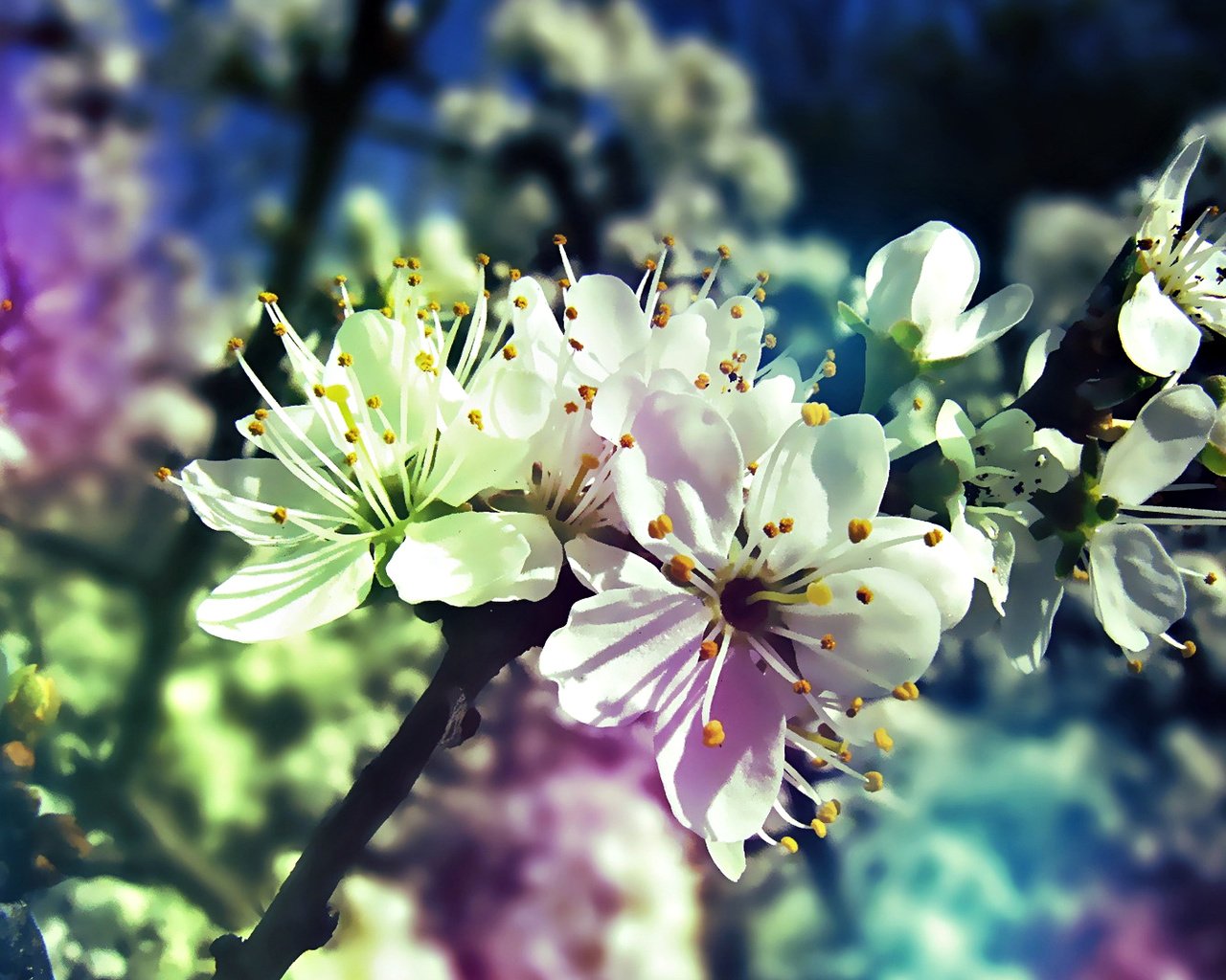 Обои дерево, цветение, ветки, весна, tree, flowering, branches, spring разрешение 1920x1080 Загрузить