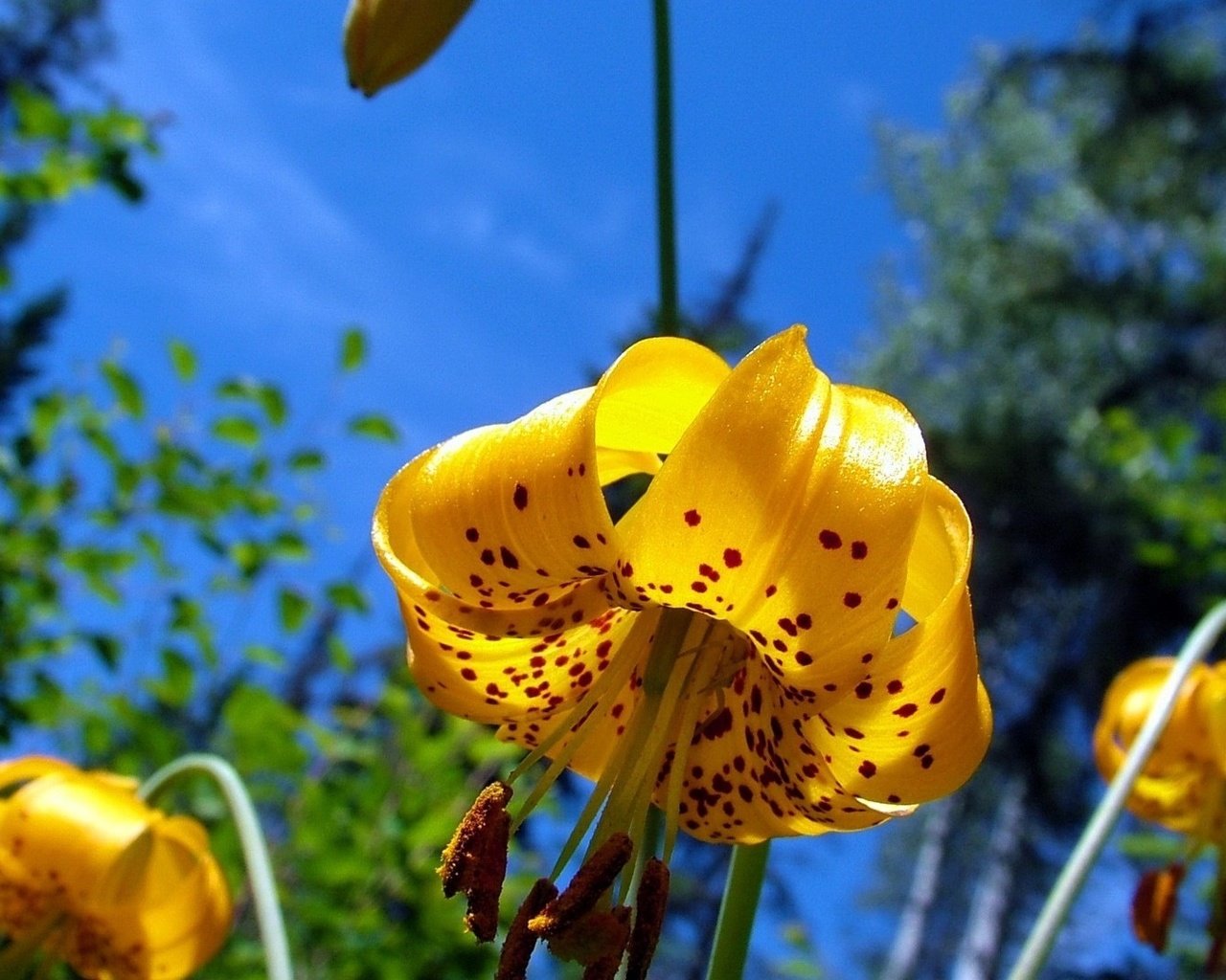 Обои небо, цветы, лепестки, тычинки, лилии, желтые, the sky, flowers, petals, stamens, lily, yellow разрешение 1920x1080 Загрузить