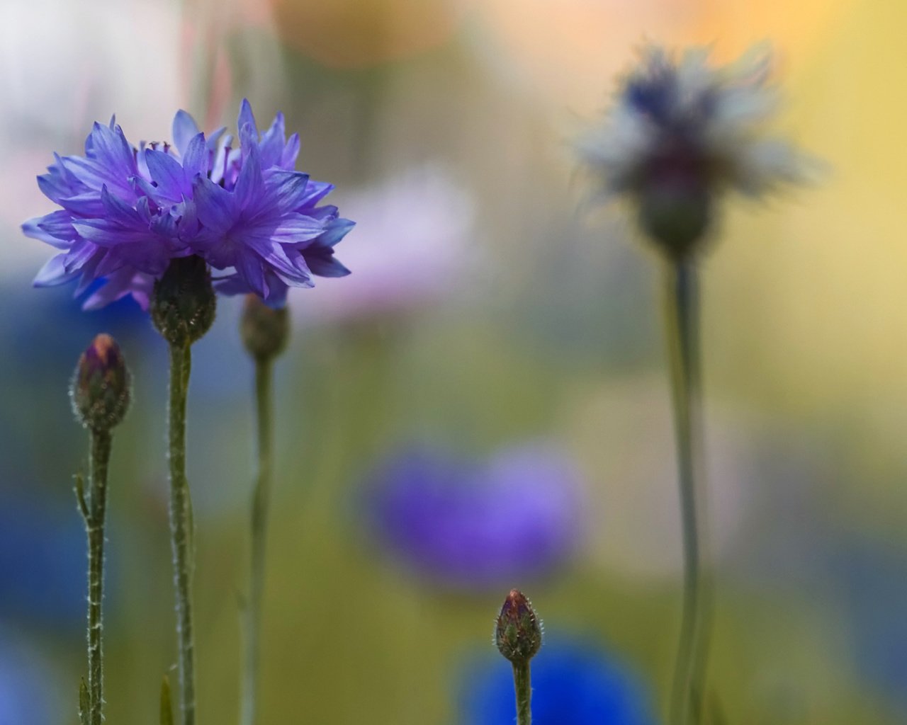 Обои цветы, макро, размытость, синие, васильки, flowers, macro, blur, blue, cornflowers разрешение 2560x1600 Загрузить