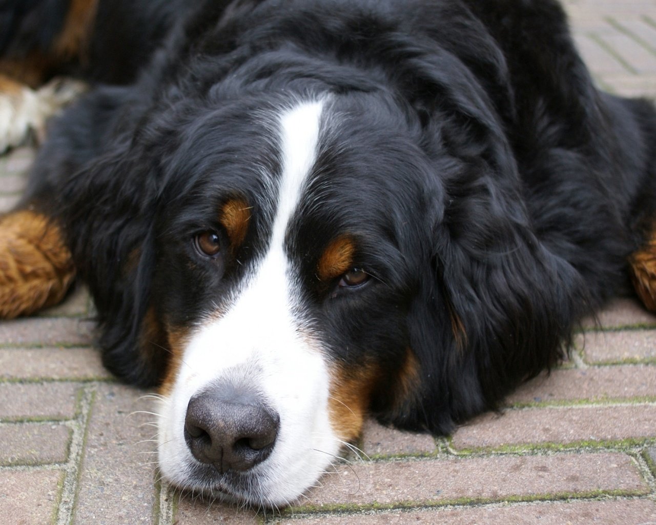 Обои морда, взгляд, собака, лежит, бернский зенненхунд, face, look, dog, lies, bernese mountain dog разрешение 1920x1080 Загрузить