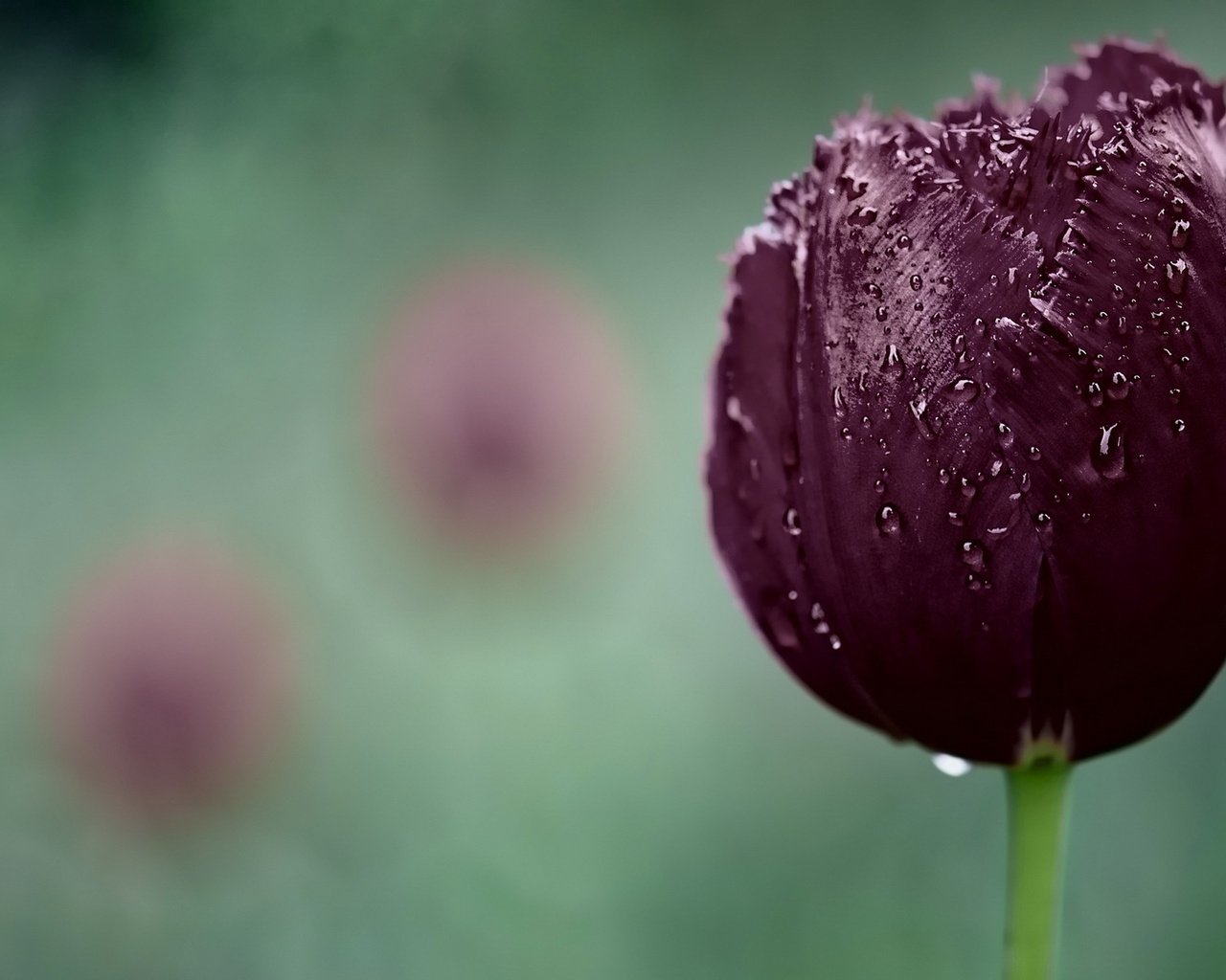 Обои макро, капли, тюльпан, macro, drops, tulip разрешение 1920x1200 Загрузить