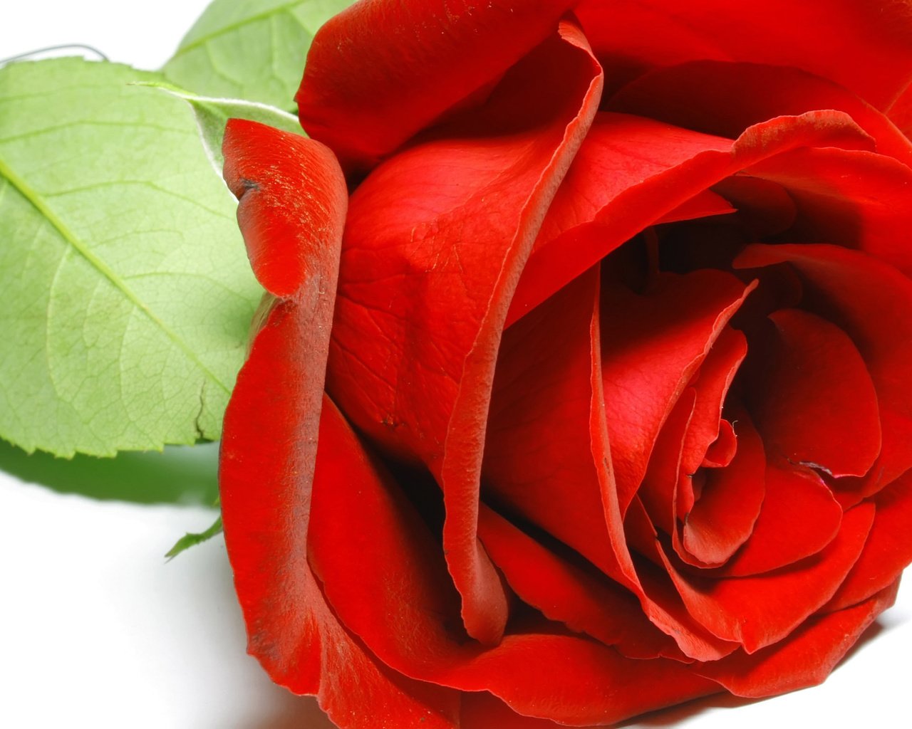 Обои макро, фон, роза, лепестки, красная, белый, macro, background, rose, petals, red, white разрешение 2560x1600 Загрузить