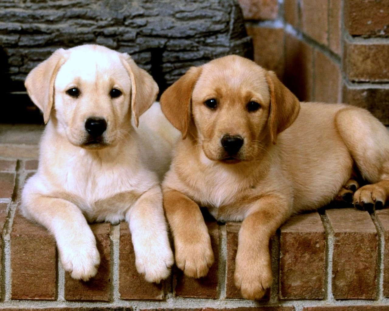 Обои щенки, собаки, лабродор, лабрадор ретривер, puppies, dogs, labrador, labrador retriever разрешение 2000x1434 Загрузить
