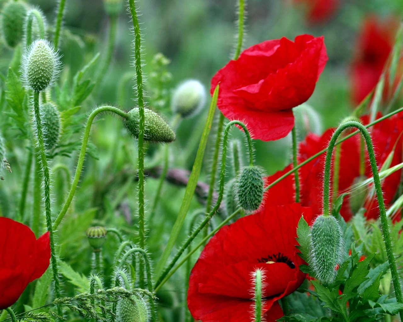 Обои цветы, листья, красные, красный, маки, стебли, яркие, полевые, flowers, leaves, red, maki, stems, bright, field разрешение 4032x2567 Загрузить