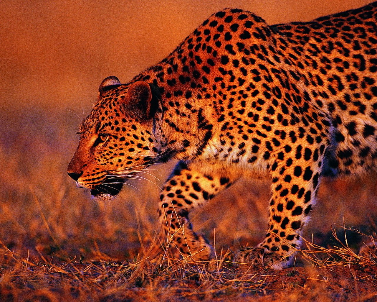 Обои трава, леопард, хищник, охота, дикая кошка, grass, leopard, predator, hunting, wild cat разрешение 1920x1200 Загрузить