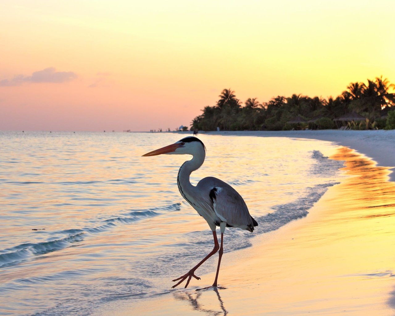 Обои пляж, пальмы, тропики, мальдивы, beach, palm trees, tropics, the maldives разрешение 2048x1365 Загрузить