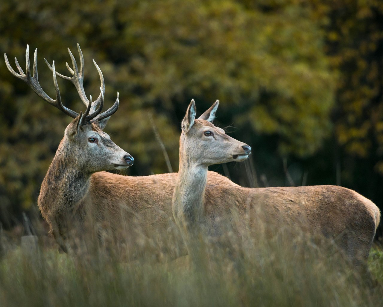 Обои лес, пара, рога, олени, опушка, forest, pair, horns, deer, the edge разрешение 2048x1367 Загрузить