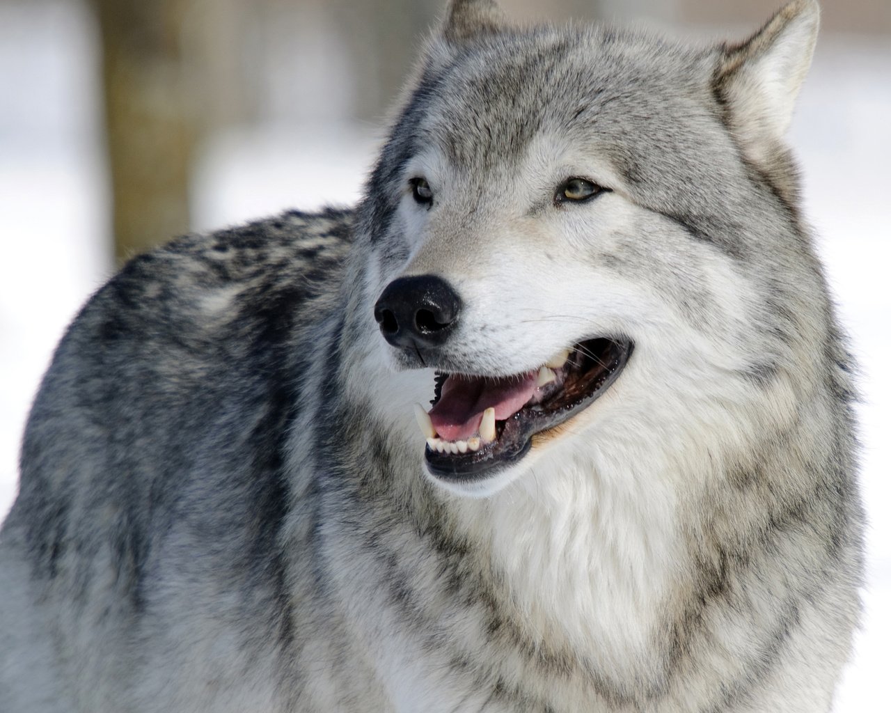 Обои глаза, морда, природа, хищник, волк, eyes, face, nature, predator, wolf разрешение 3500x3109 Загрузить