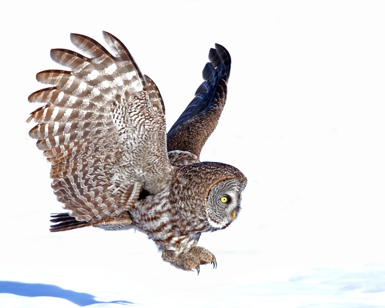 Обои сова, полет, крылья, птица, белый фон, owl, flight, wings, bird, white background разрешение 3000x1968 Загрузить