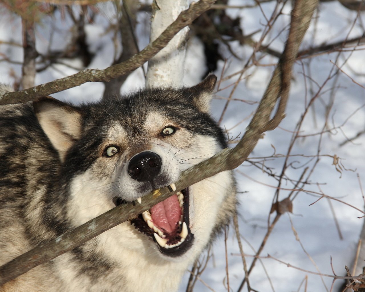 Обои ветка, снег, лес, зима, хищник, зубы, оскал, волк, branch, snow, forest, winter, predator, teeth, grin, wolf разрешение 1920x1200 Загрузить