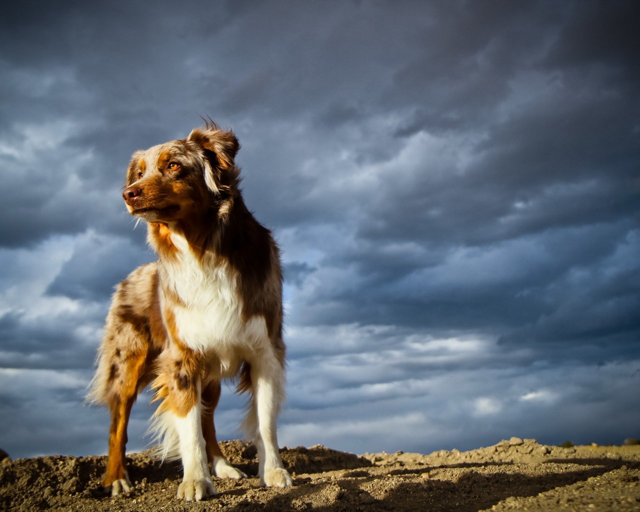 Обои небо, тучи, собака, австралийская овчарка, the sky, clouds, dog, australian shepherd разрешение 2560x1600 Загрузить