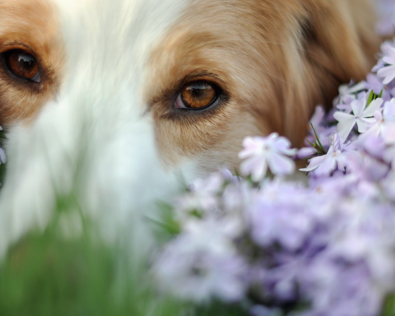 Обои глаза, цветы, мордочка, взгляд, собака, eyes, flowers, muzzle, look, dog разрешение 1920x1200 Загрузить