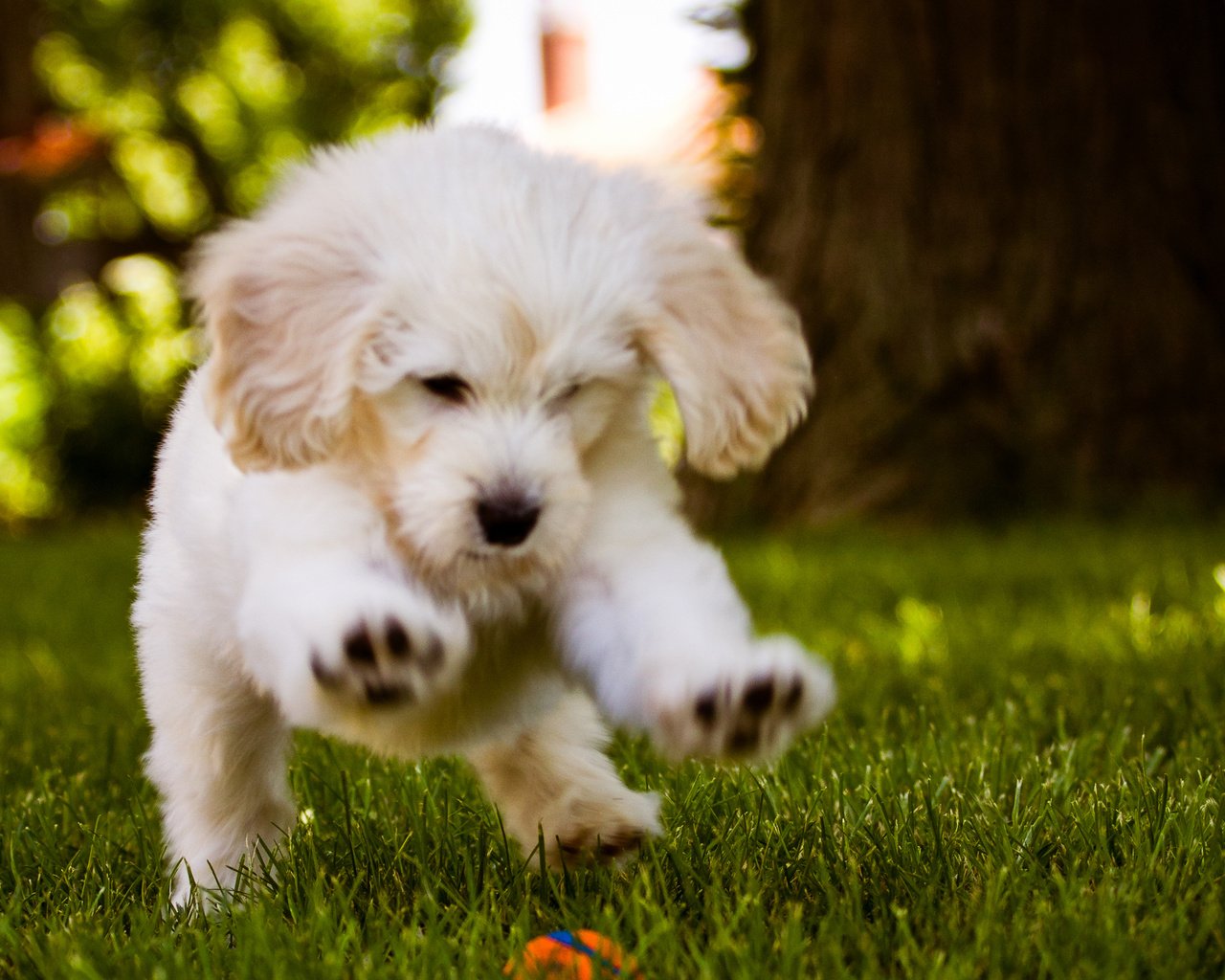 Обои трава, белый, собака, щенок, игра, мячик, grass, white, dog, puppy, the game, the ball разрешение 2560x1600 Загрузить