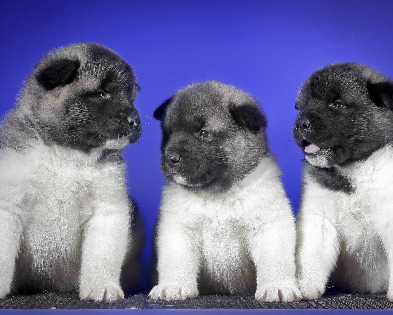 Обои фон, щенки, собаки, background, puppies, dogs разрешение 2560x1600 Загрузить