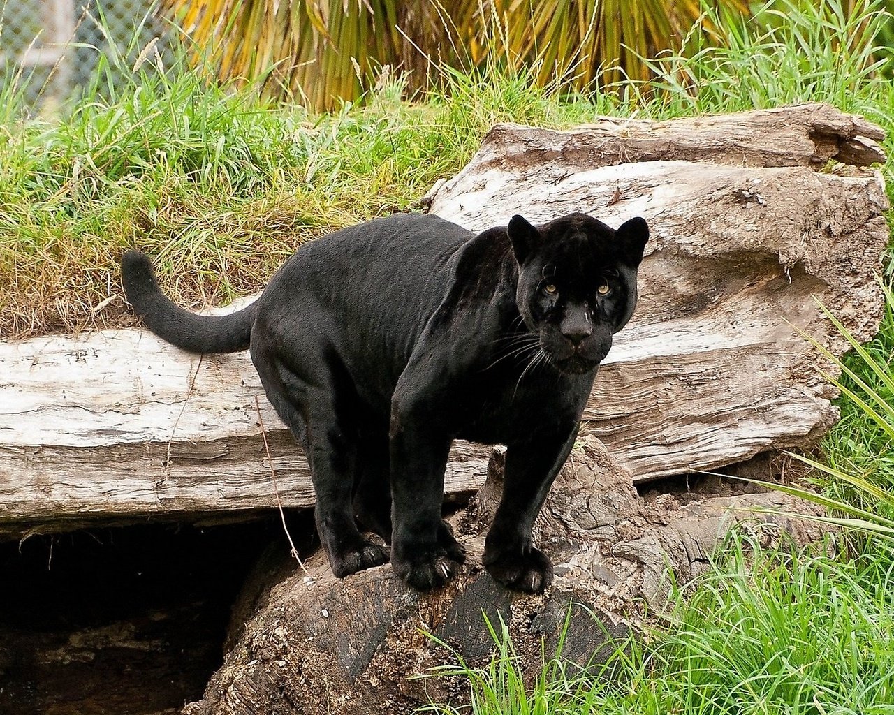 Обои кошка, пантера, черный ягуар, пантера на камне, cat, panther, black jaguar, panther on the rock разрешение 1920x1080 Загрузить