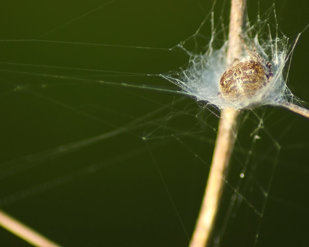 Обои трава, паук, grass, spider разрешение 1920x1080 Загрузить