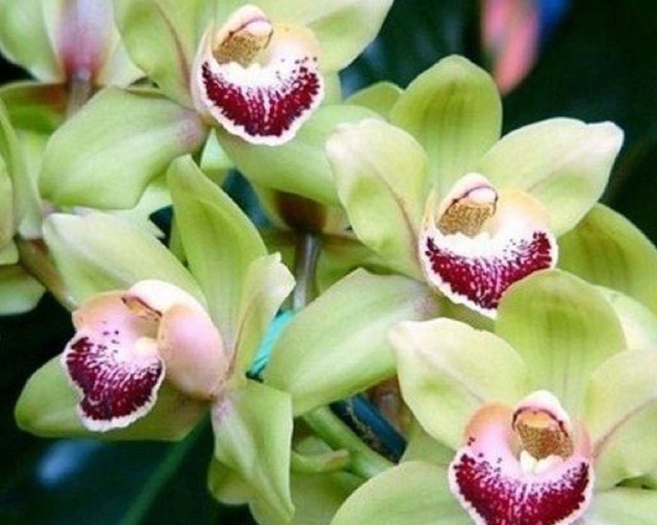 Обои цветы, растения, орхидея, орхидеи, flowers, plants, orchid, orchids разрешение 1920x1080 Загрузить