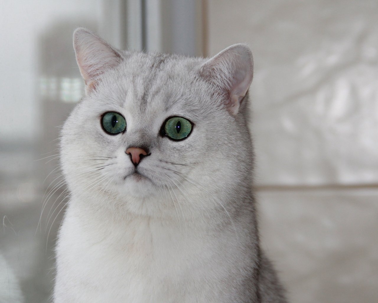 Обои кошка, окно, зеленые глаза, британская шиншилла, cat, window, green eyes, british chinchilla разрешение 1920x1080 Загрузить