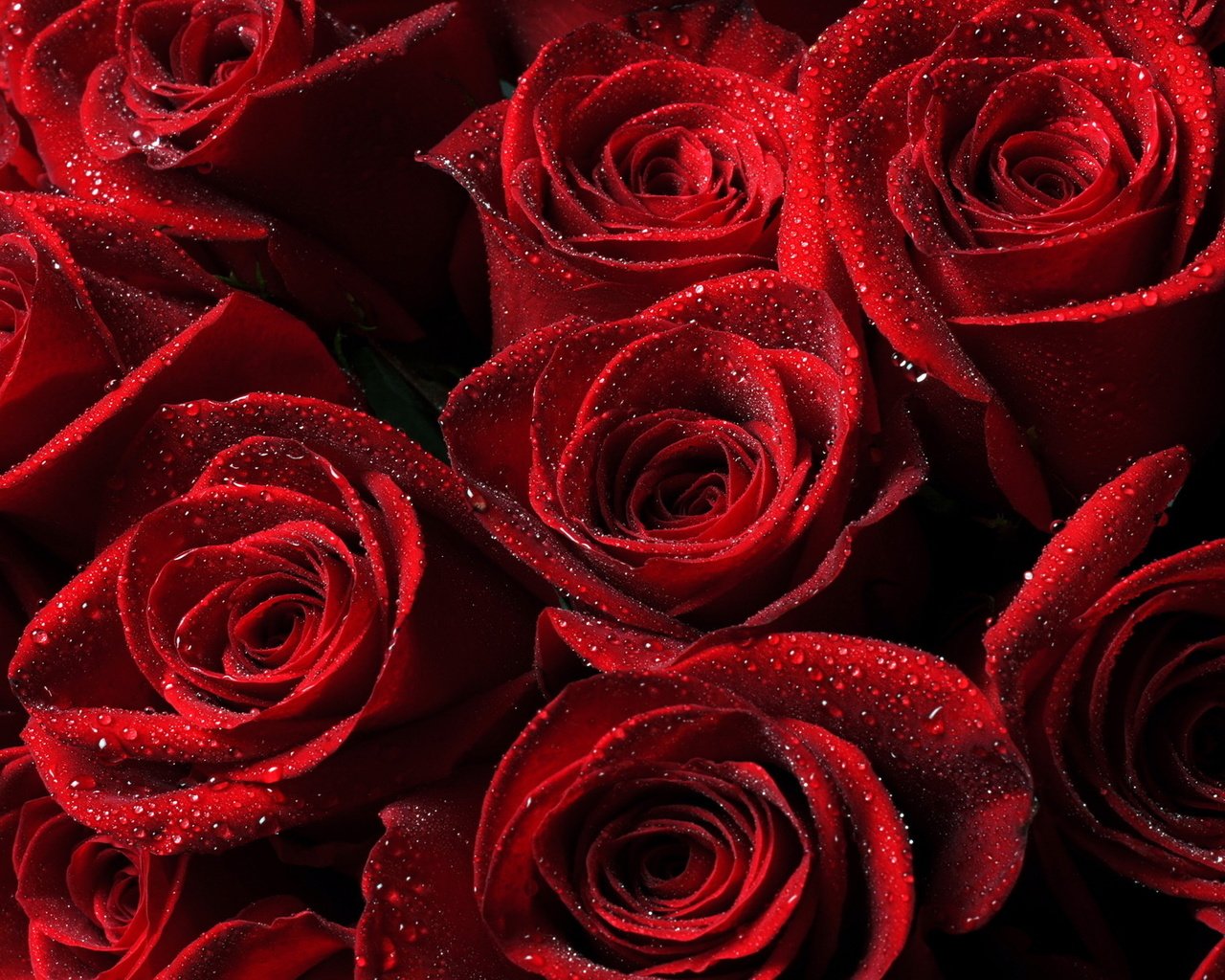 Обои капли, розы, красные, букет, drops, roses, red, bouquet разрешение 1920x1200 Загрузить