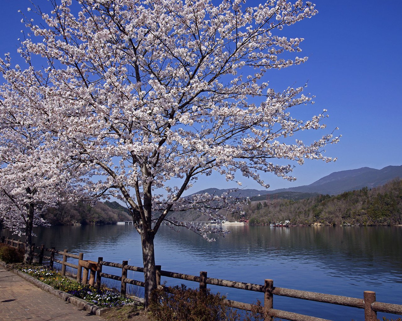 Обои река, пейзаж, япония, весна, сакура, river, landscape, japan, spring, sakura разрешение 1920x1200 Загрузить