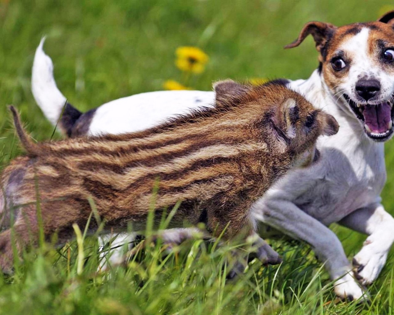 Обои собака, друзья, кабан, позитив, джек-рассел-терьер, хрюшка, dog, friends, boar, positive, jack russell terrier, pig разрешение 1920x1200 Загрузить