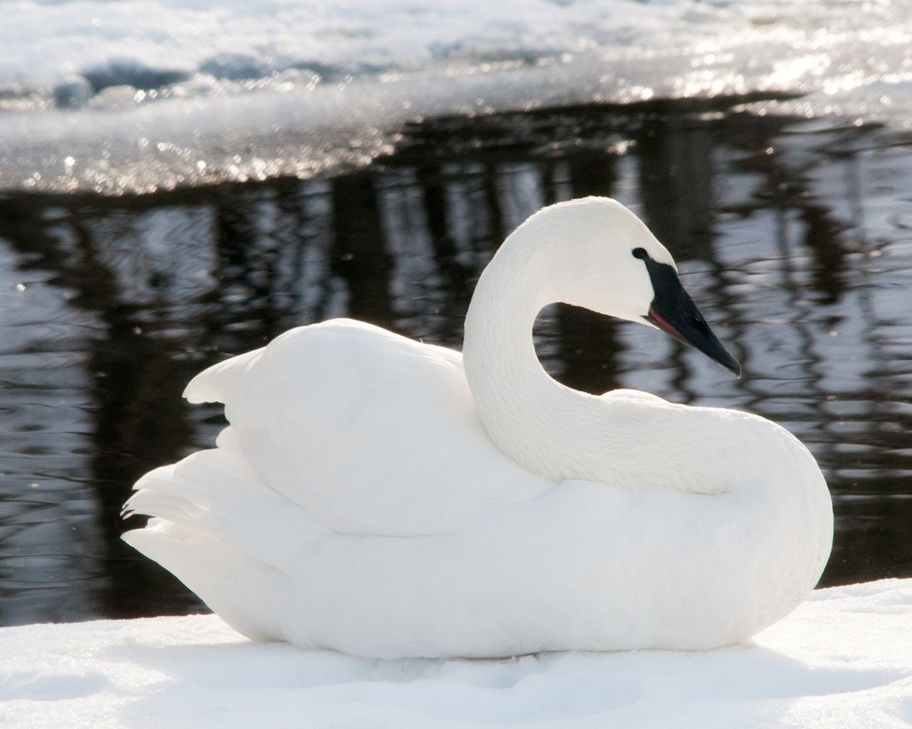 Обои снег, зима, лёд, птицы, лебедь, snow, winter, ice, birds, swan разрешение 4288x2848 Загрузить