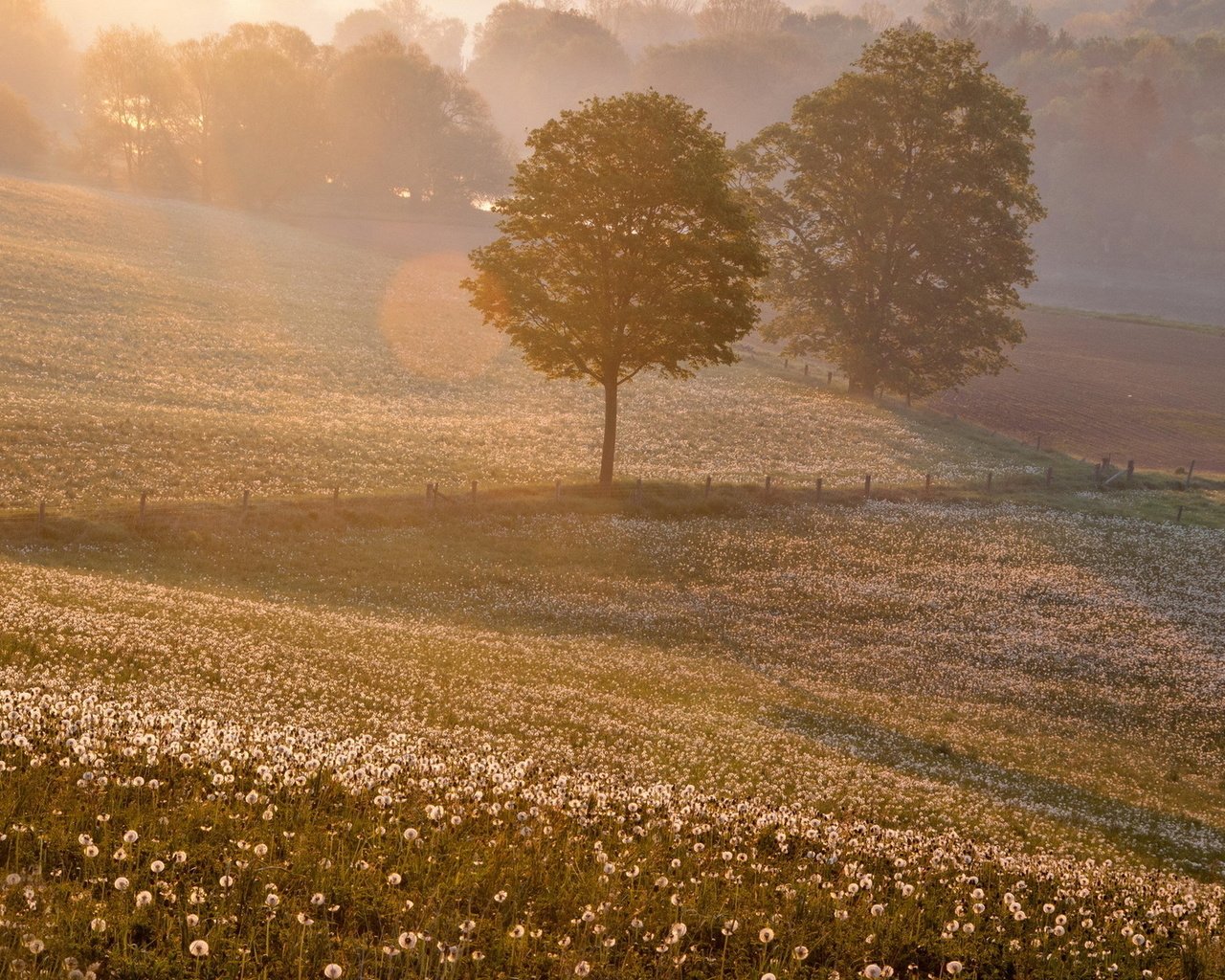 Обои закат, пейзаж, поле, одуванчики, sunset, landscape, field, dandelions разрешение 1920x1200 Загрузить