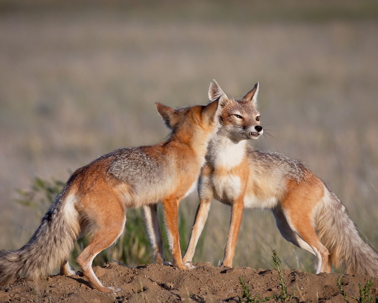 Обои природа, лиса, лисицы, nature, fox, foxes разрешение 1920x1200 Загрузить