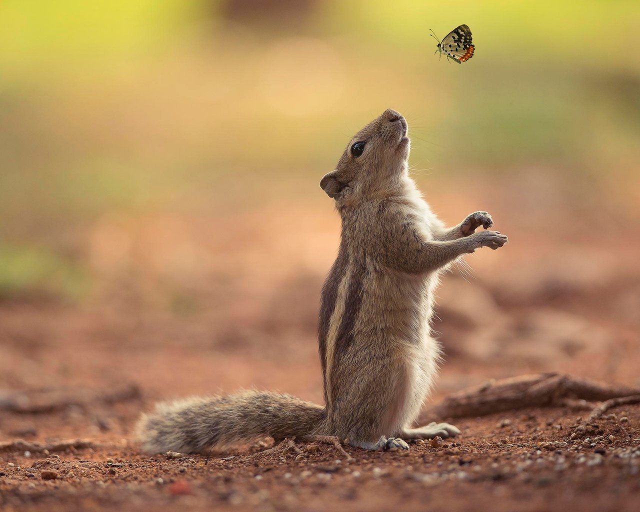 Обои природа, фон, бабочка, бурундук, nature, background, butterfly, chipmunk разрешение 2048x1367 Загрузить