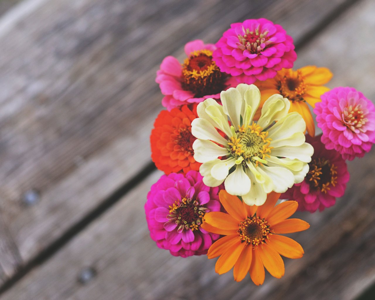 Обои цветы, макро, лепестки, букет, циния, цинии, flowers, macro, petals, bouquet, tsiniya, zinnia разрешение 4928x3264 Загрузить