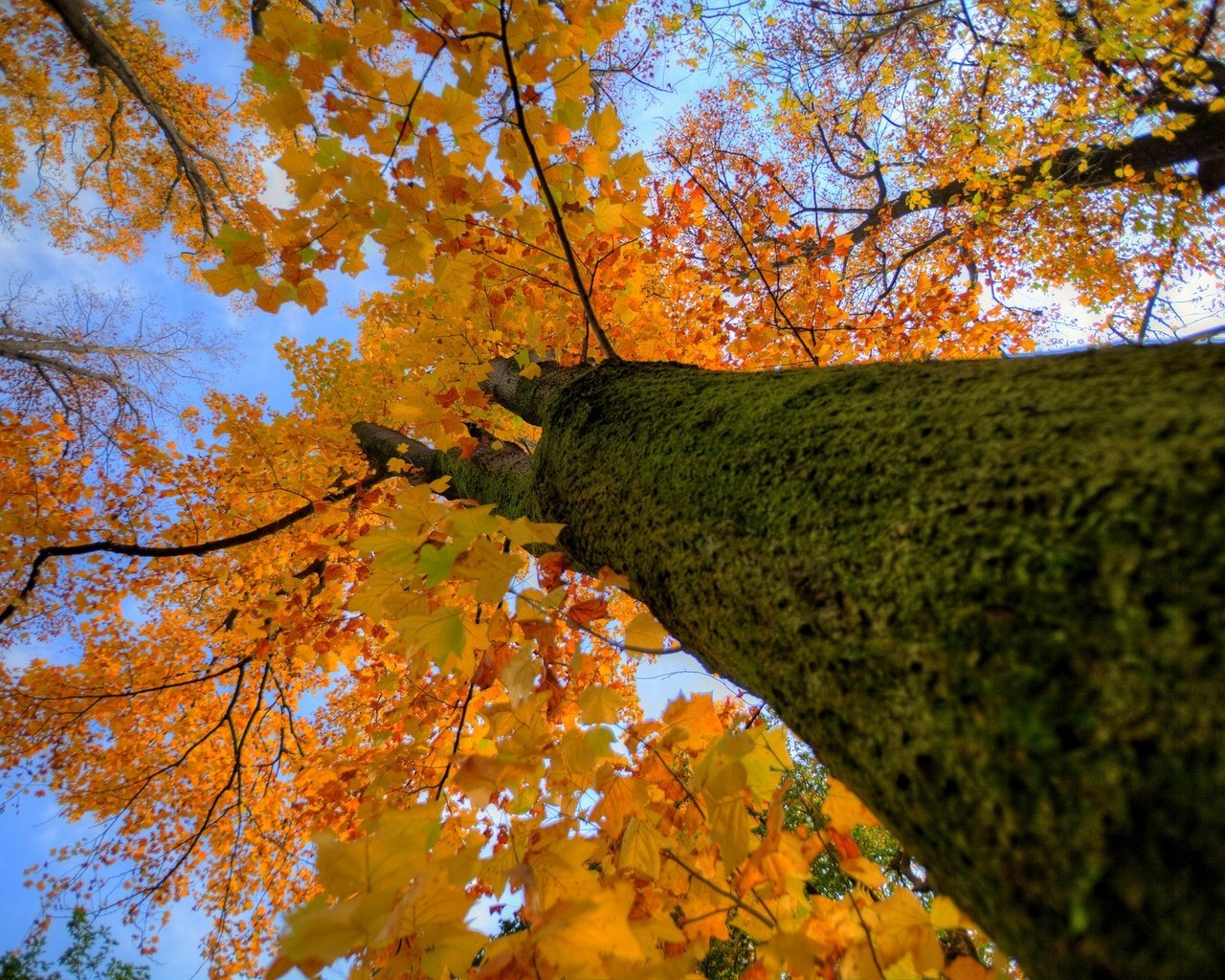 Обои дерево, осень, ствол, крона, tree, autumn, trunk, crown разрешение 1920x1200 Загрузить