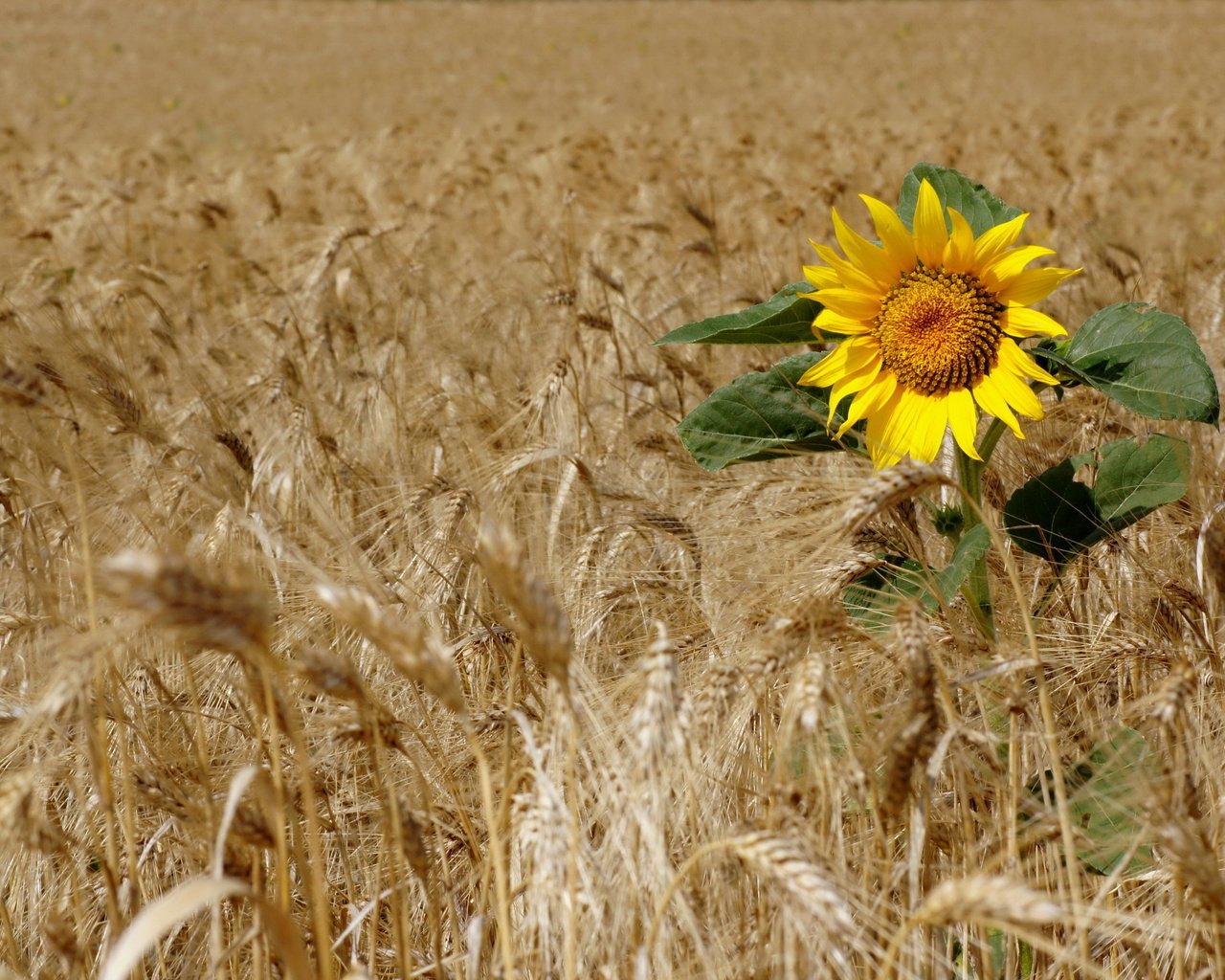 Обои поле, подсолнух, пшеница, field, sunflower, wheat разрешение 2560x1713 Загрузить