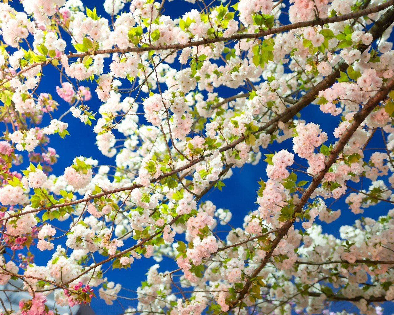 Обои цветение, весна, сакура, flowering, spring, sakura разрешение 1920x1200 Загрузить