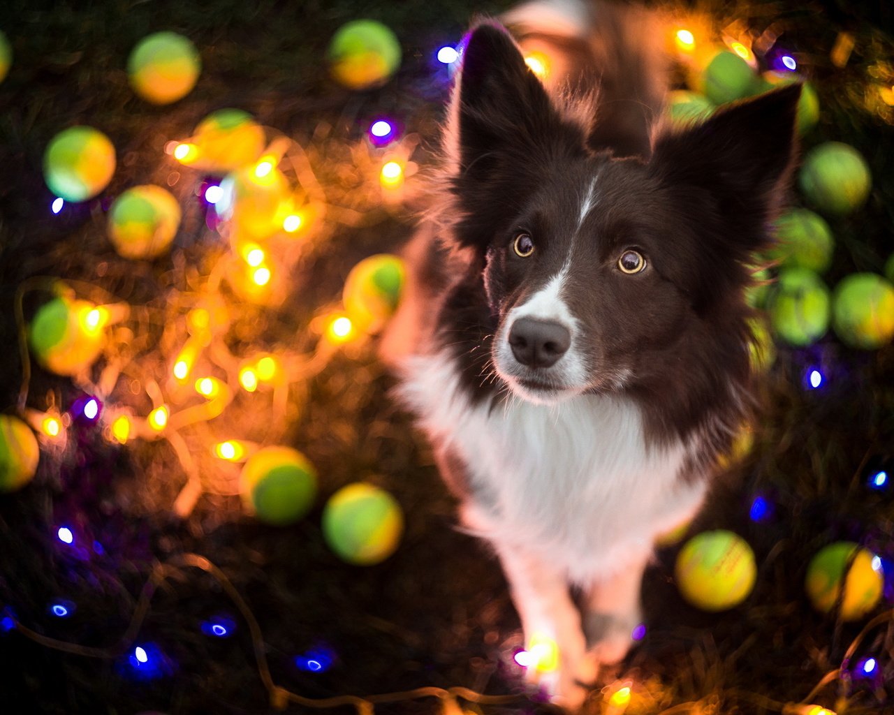 Обои собака, праздник, гирлянда, бордер-колли, dog, holiday, garland, the border collie разрешение 1920x1200 Загрузить