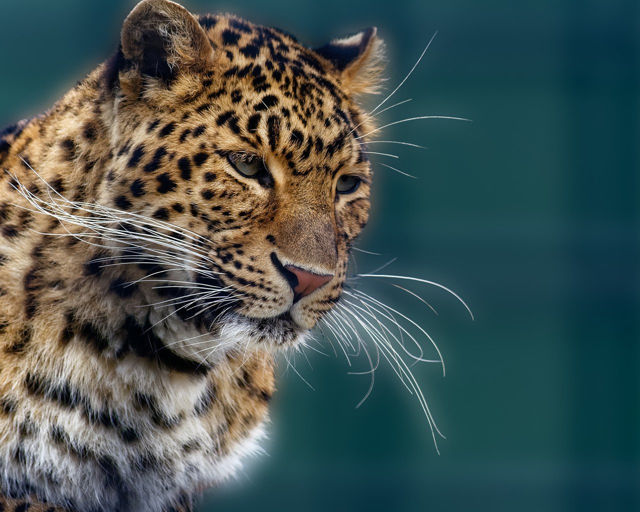Обои усы, шерсть, кошка, леопард, хищник, mustache, wool, cat, leopard, predator разрешение 2048x1366 Загрузить