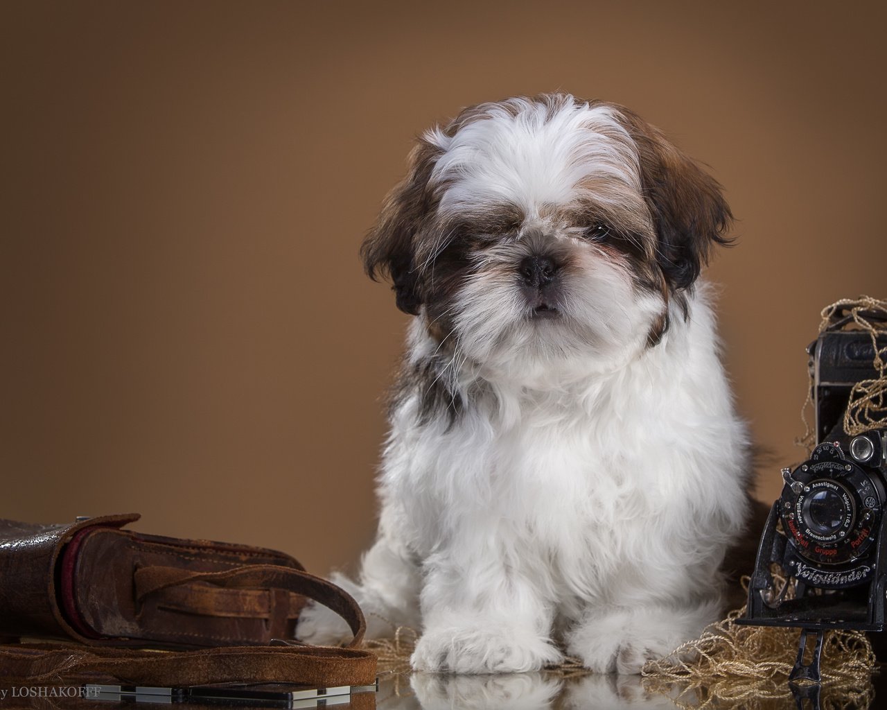 Обои ретро, собака, щенок, фотоаппарат, ши-тцу, retro, dog, puppy, the camera, shih tzu разрешение 4219x2790 Загрузить