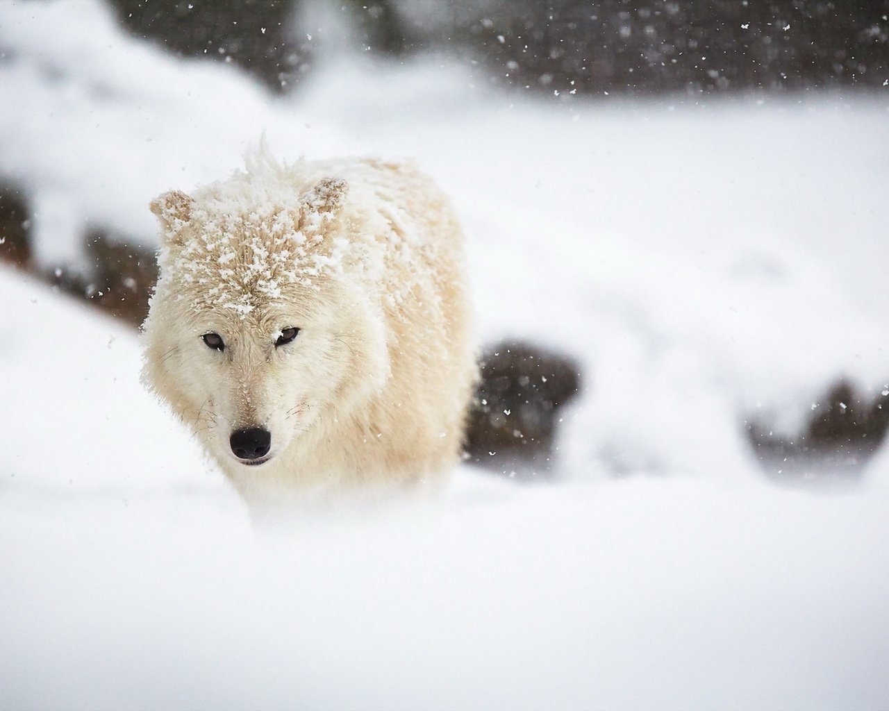 Обои снег, зима, белый, животное, волк, арктический волк, snow, winter, white, animal, wolf, arctic wolf разрешение 1920x1280 Загрузить