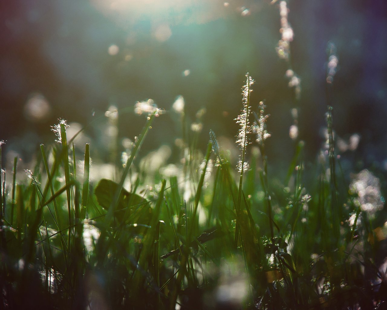 Обои свет, трава, растения, макро, лучи, пух, light, grass, plants, macro, rays, fluff разрешение 2560x1440 Загрузить