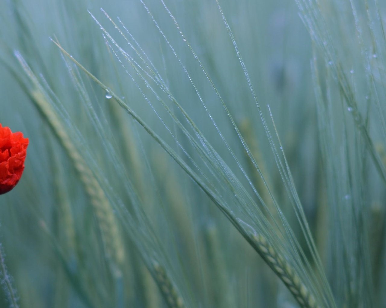 Обои природа, поле, мак, пшеница, nature, field, mac, wheat разрешение 2048x1152 Загрузить