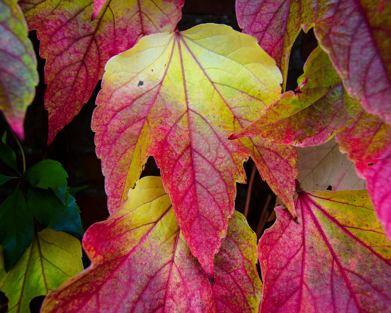 Обои природа, листья, разноцветные, осень, nature, leaves, colorful, autumn разрешение 2048x1356 Загрузить